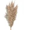 Party Pro 333FS1, Bouquet de 5 Pampas brun naturel 60 cm