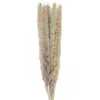 Party Pro 333FS3, Bouquet de 5 Pampas doudou brun naturel 60 cm