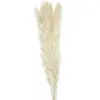 Party Pro 333FS4, Bouquet de 5 Pampas doudou blanc naturel 60 cm