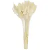 Bouquet de 30 bunny tails blanc naturel 60 cm