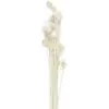 Bouquet de chardons séchés Blanc 60 cm