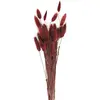 Bouquet de 30 Bunny tails Marsala 60 cm