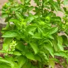 VILMORIN Sachet graines de Basilic Marseillais