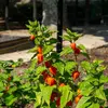VILMORIN Physalis Lanterne chinoise