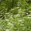 Vilmorin - Sachet graines Cumin des prés