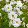 VILMORIN Cosmos Double Click blanc