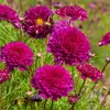 Cosmos Double Click Carmin - Graines d'Exception Vilmorin