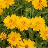 VILMORIN Coreopsis presto