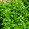 Coriandre bio Vilmorin