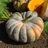 Courge musquée de Provence bio Vilmorin