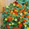 VILMORIN Sachet graines Capucine Naine en mélange bio - Tropaeolum majus