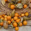 Physalis Edulis Coqueret du Pérou Vilmorin