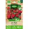VILMORIN Graines de fraisier des bois