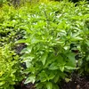 VILMORIN Basilic citron