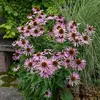 RUDBECKIA ECHINACEA POURPRE MAGNUS VILMORIN