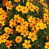 Oeillet d'Inde Simple Orange BIO Vilmorin