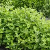 Vilmorin - Melisse Citronnelle Bio Vl 2