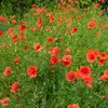 Vilmorin - Coquelicot Simple Rouge Bio