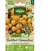 Tomate cerise orange clémentine bio Vilmorin