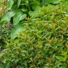 Vilmorin Menthe Poivree bio