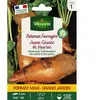 Bettrave fourragère jaune géante de Vauriac Vilmorin