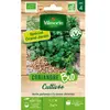 Coriandre Cultivée Bio GM Vilmorin