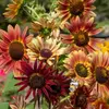 Tournesol Beauté d'Automne Vilmorin