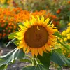 Tournesol Nain Sunspot Vilmorin