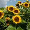 Graines de tournesol, à fleurs géantes, fleurs jaunes, Vilmorin