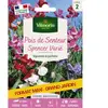Pois de Senteur Spencer Varié Vilmorin