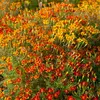 VILMORIN Oeillet d'Inde miniature varié Tagetes signata