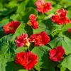 VILMORIN Capucine naine double Cherry Rose