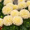VILMORIN Rose d’Inde Kilimandjaro blanche