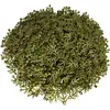LEGO® 4x3 Feuilles Branches Feuilles Vert Plante Vert Olive - 2423 NOU...