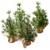 LOBERON Lot de 4 sapins décoratifs Millies, vert/marron (30cm)