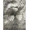 Tapis marla design moderne arbre, nature, 160x230 cm