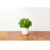Click and Grow Smart Garden Capsules de Persil Frisé, Pack de 3 Capsules