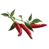 EMSA Click & Grow recharges pour jardinière Smart Herb Garden Piment Pack de 3