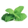 Recharge triple de Menthe poivrée pour Smart Garden - Click and Grow