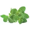 Recharge triple d'Origan pour Smart Garden - Click and Grow
