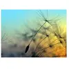 A.S. CREATIONS Architects Paper FLYING DANDELION