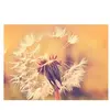Architects Paper DANDELION