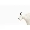 Architects Paper MOUNTAIN GOAT