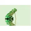 Architects Paper MONSTERA LEAF WATER 2