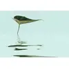 Architects Paper ZEN WATER LEAF