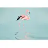Architects Paper FLAMINGO WATER