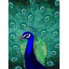 Architects Paper PEACOCK