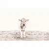Architects Paper HIGHLAND CATTLE 3