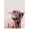 Architects Paper HIGHLAND CATTLE 1