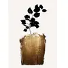 Architects Paper GOLDEN SCABIOSA